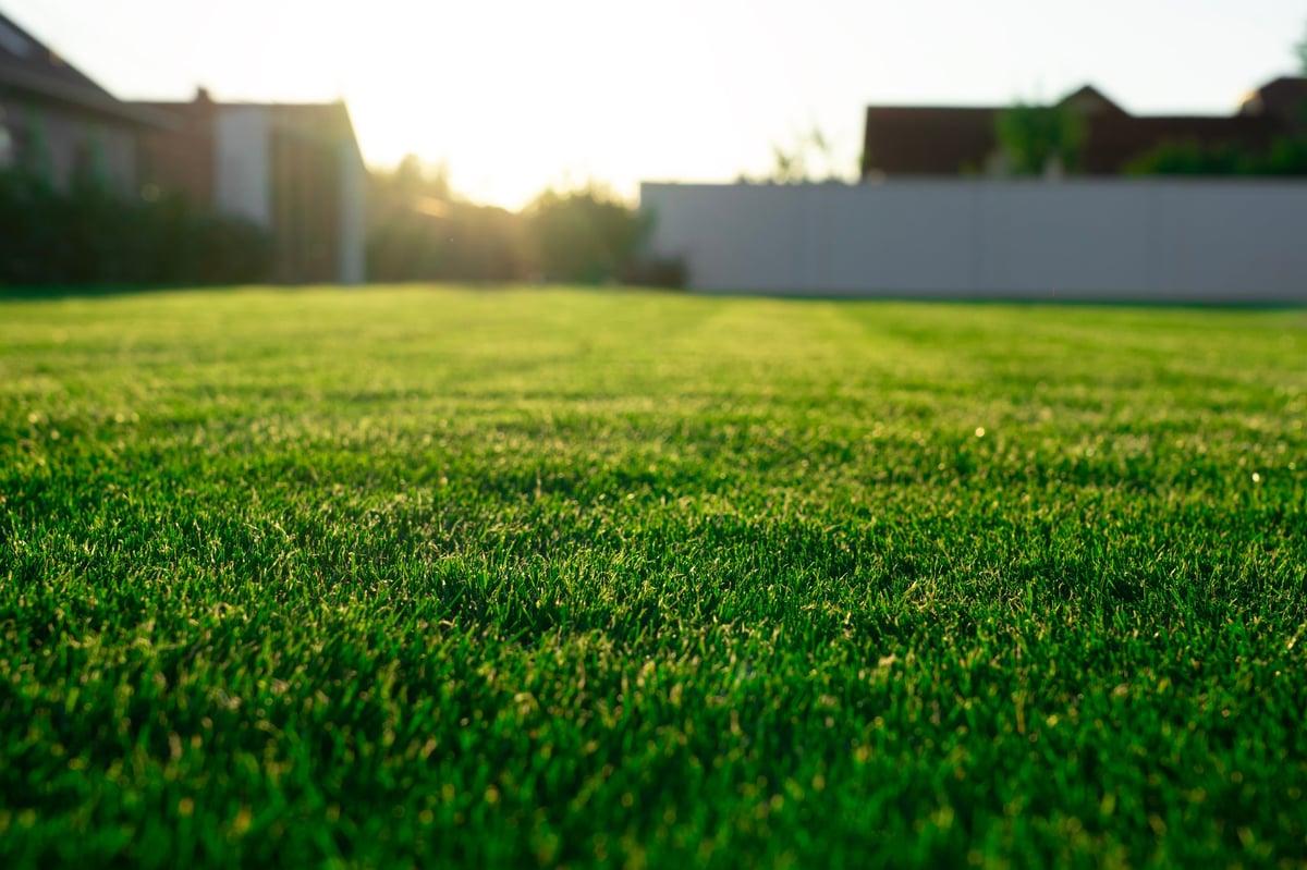 Beautiful home backyard with lush green lawn and sunrays