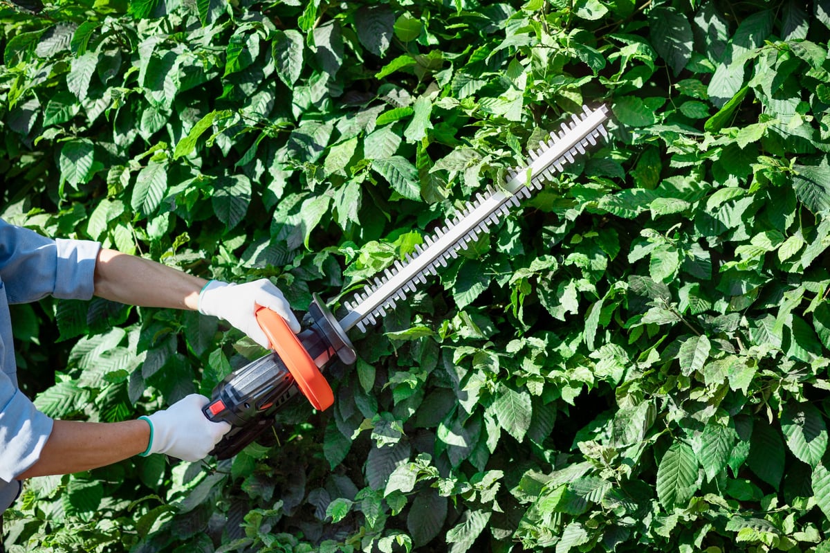 Hedge trimming service