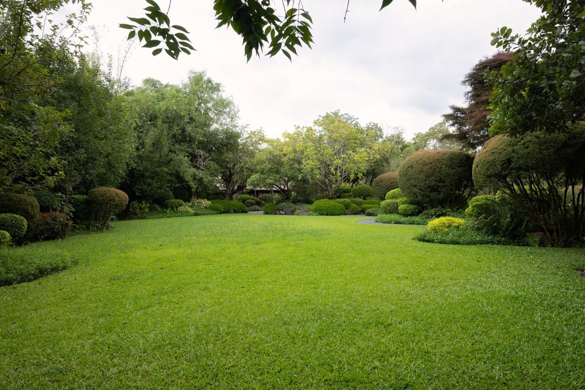 Empty outdoor space with manicured green lawn surrounded by lush plants and trees