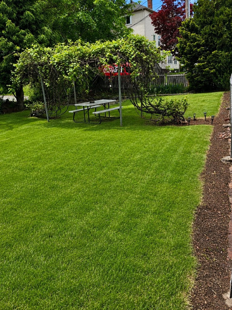 Lush green backyard lawn with picnic table under grape vine arbor, white house and trees in background